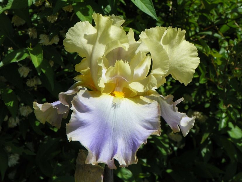 Lullaby of spring - Irisi si bujori 2018