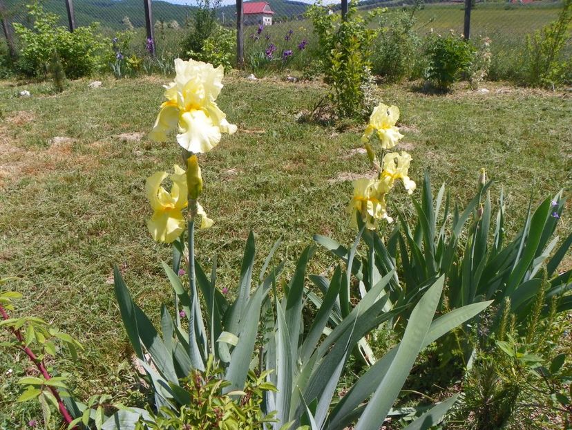 Sangreal - Irisi si bujori 2018