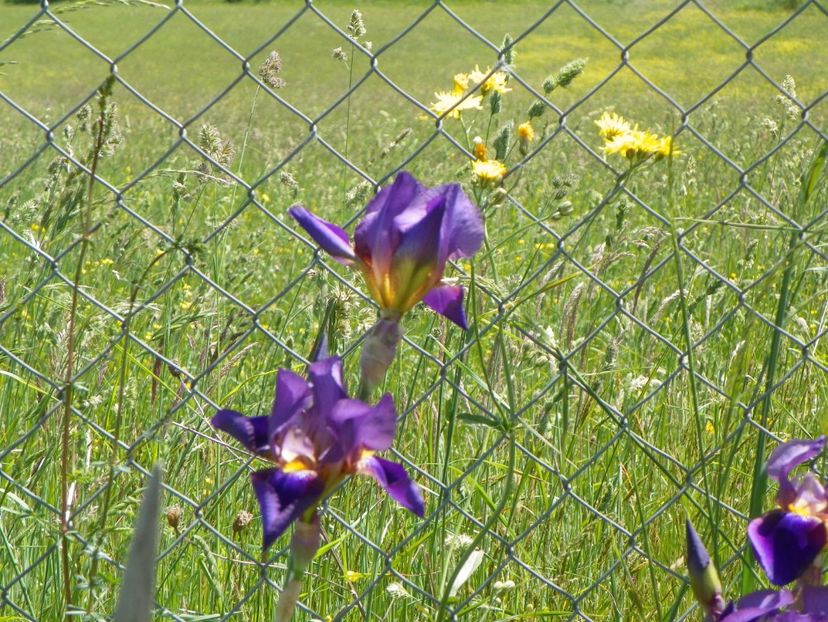 Lent A Williamson - Irisi si bujori 2018