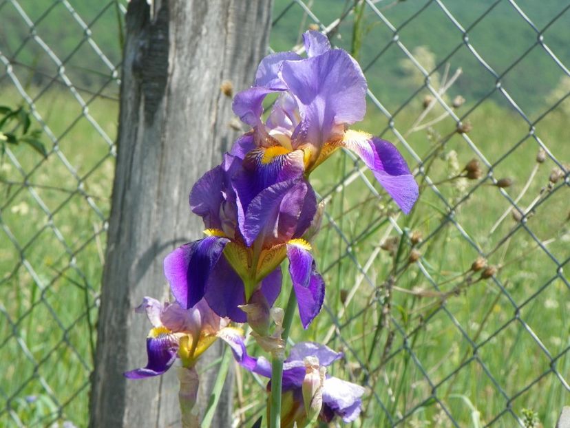 Lent A Williamson - Irisi si bujori 2018