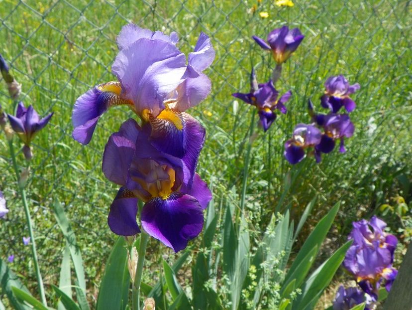 Lent A Williamson - Irisi si bujori 2018