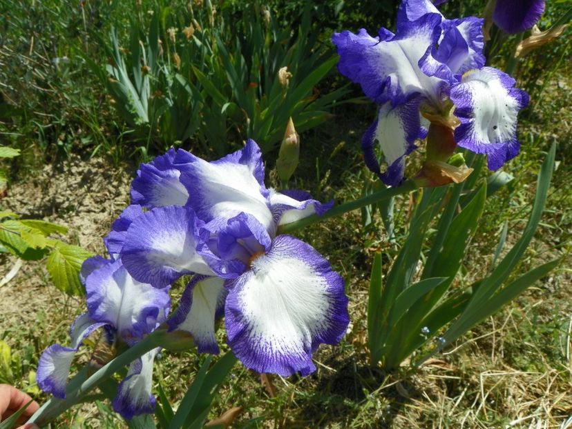 Roccoco - Irisi si bujori 2018