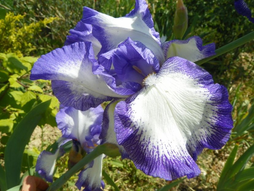 Roccoco - Irisi si bujori 2018