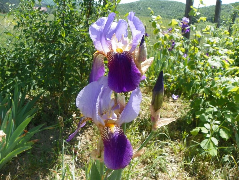 Lent A Williamson - Irisi si bujori 2018