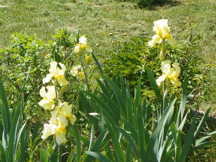 Sangreal - Irisi si bujori 2018