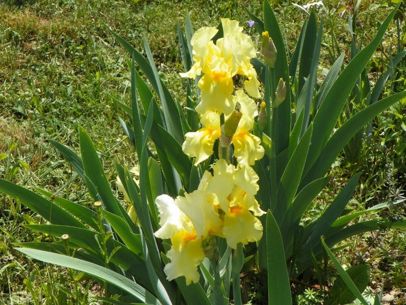 Sangreal - Irisi si bujori 2018