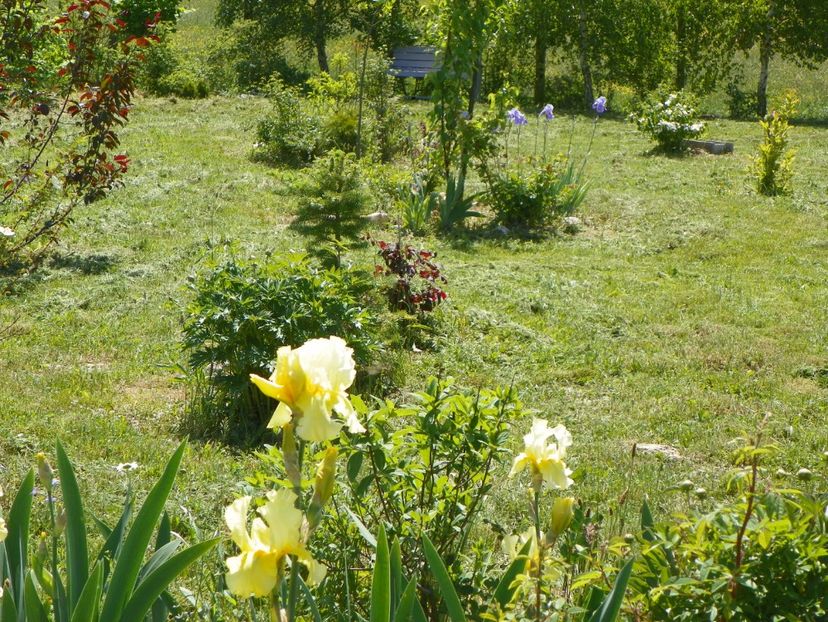 Sangreal - Irisi si bujori 2018