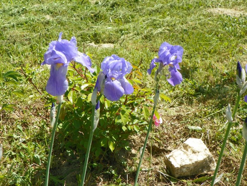 pallida - Irisi si bujori 2018