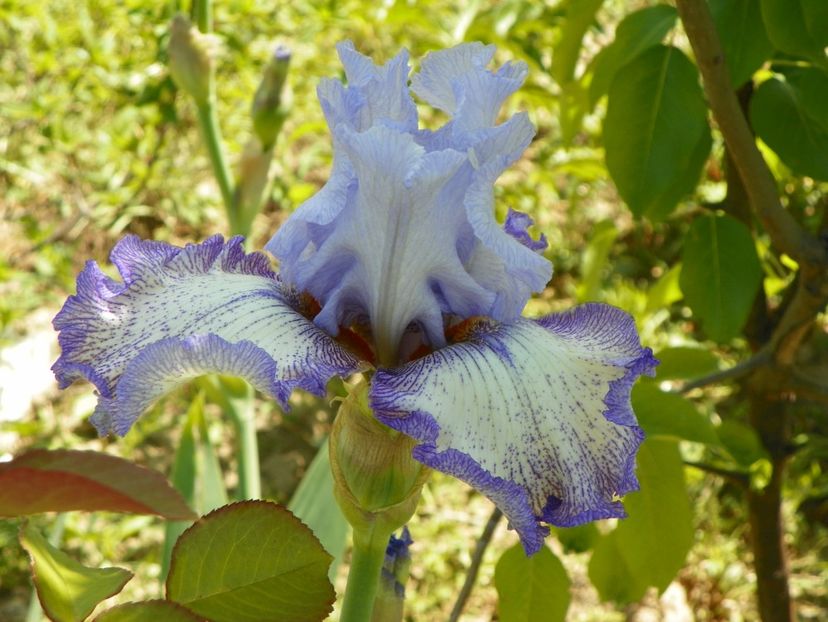 Acoma - Irisi si bujori 2018