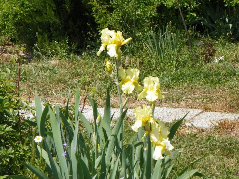 Sangreal - Irisi si bujori 2018