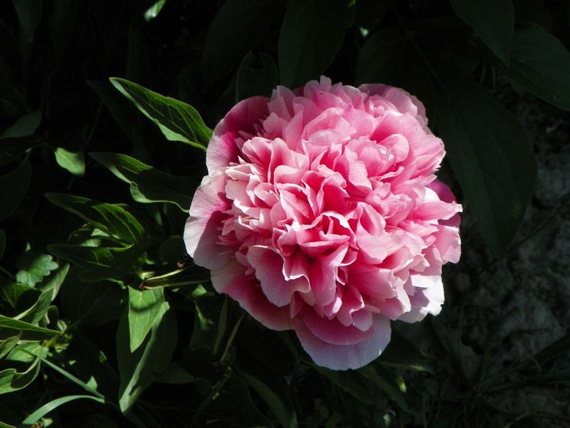 Rosea Plena - Irisi si bujori 2018