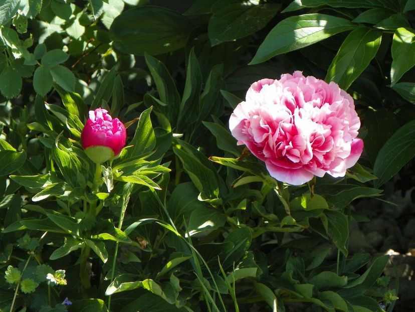 Rosea Plena - Irisi si bujori 2018