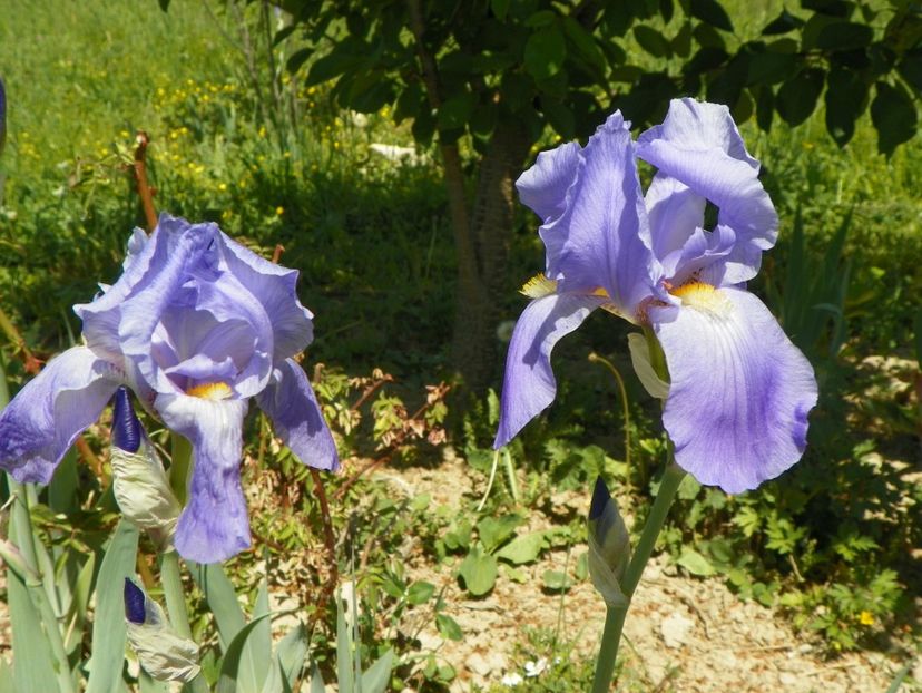 pallida - Irisi si bujori 2018