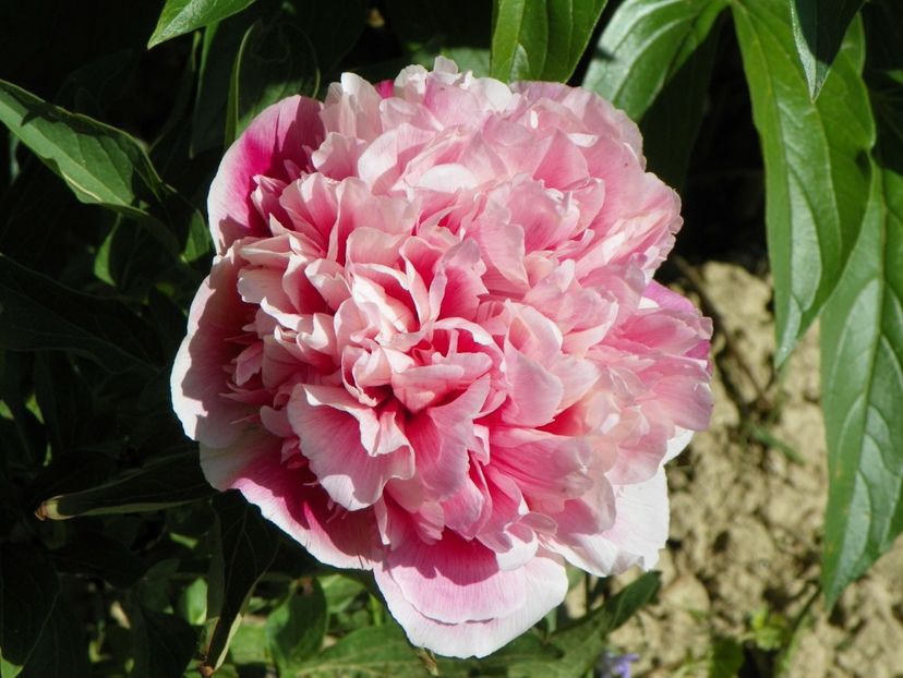 Rosea Plena - Irisi si bujori 2018