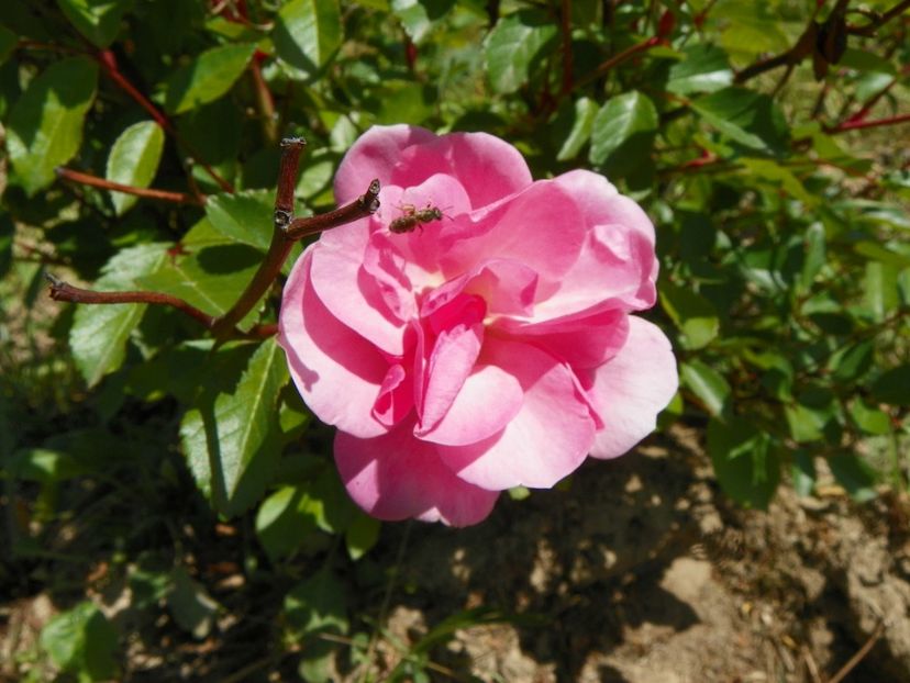 Mvr Nathalie Nypels - Trandafiri 2018