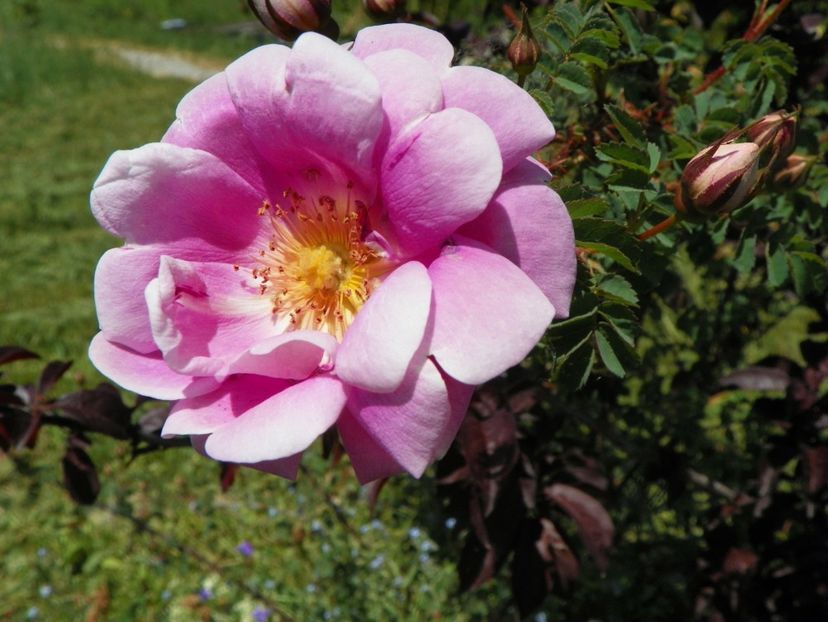 Burnet Irish Marbled - Trandafiri 2018