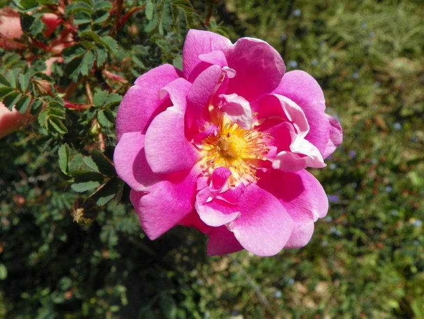 Burnet Irish Marbled - Trandafiri 2018