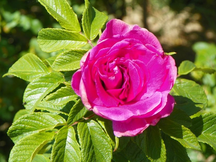 Hansa - Trandafiri 2018