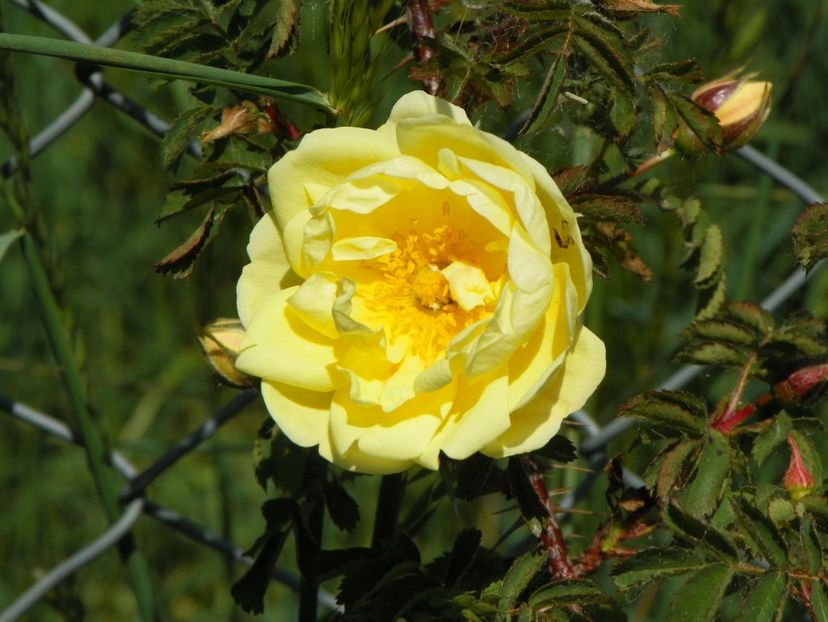 Harrison’s Yellow - Trandafiri 2018