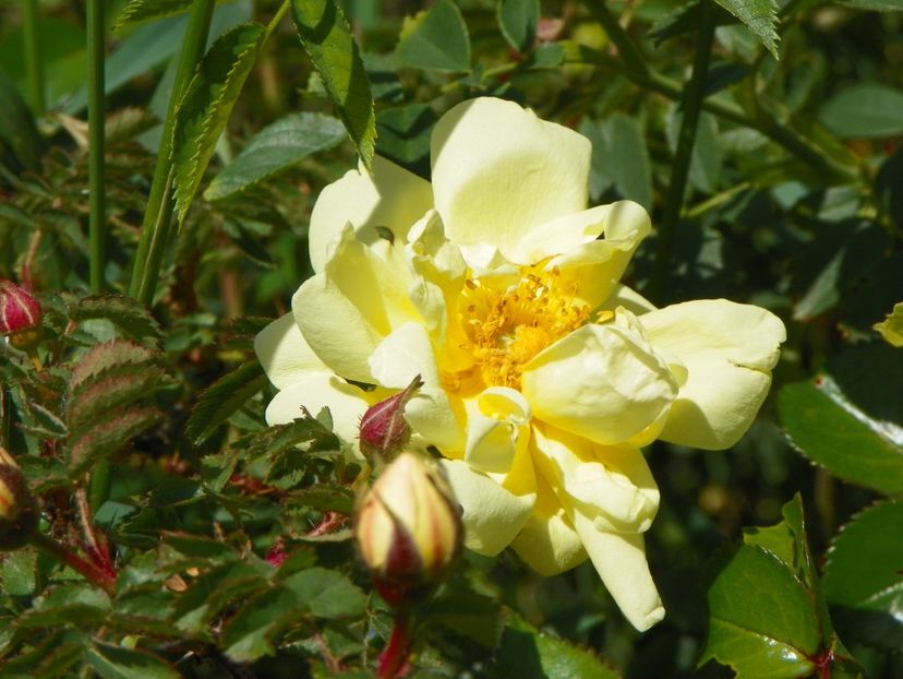 Harrison’s Yellow - Trandafiri 2018