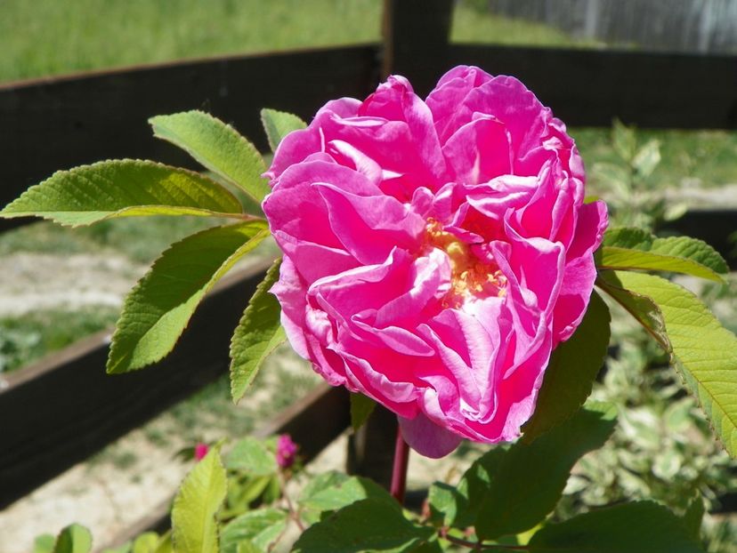 Therese Bugnet - Trandafiri 2018