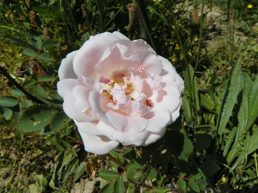 Morden Blush - Trandafiri 2018