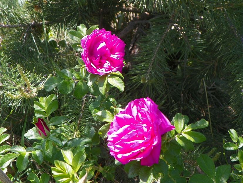 Scarlet Pavement - Trandafiri 2018