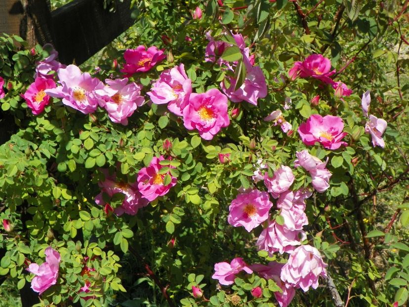 Marguerite Hilling - Trandafiri 2018