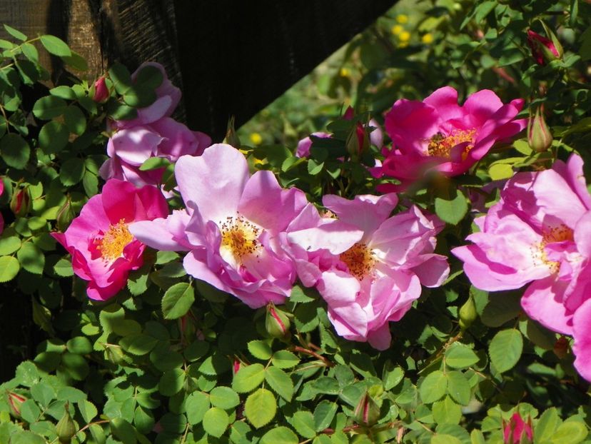 Marguerite Hilling - Trandafiri 2018