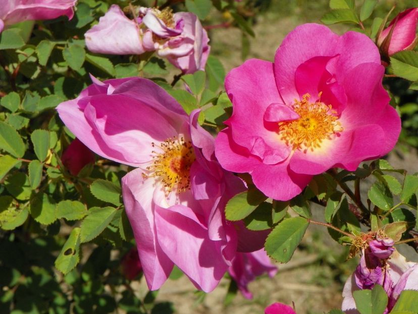 Marguerite Hilling - Trandafiri 2018