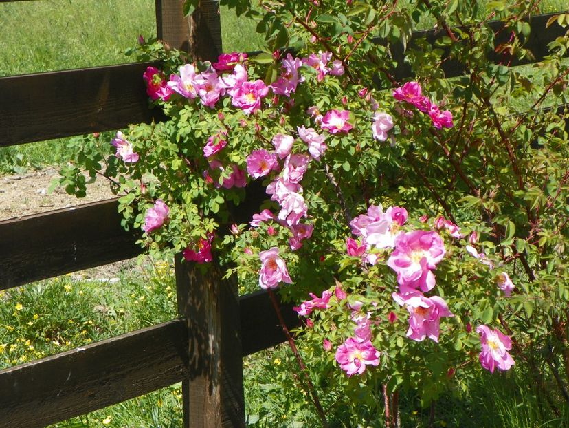 Marguerite Hilling - Trandafiri 2018