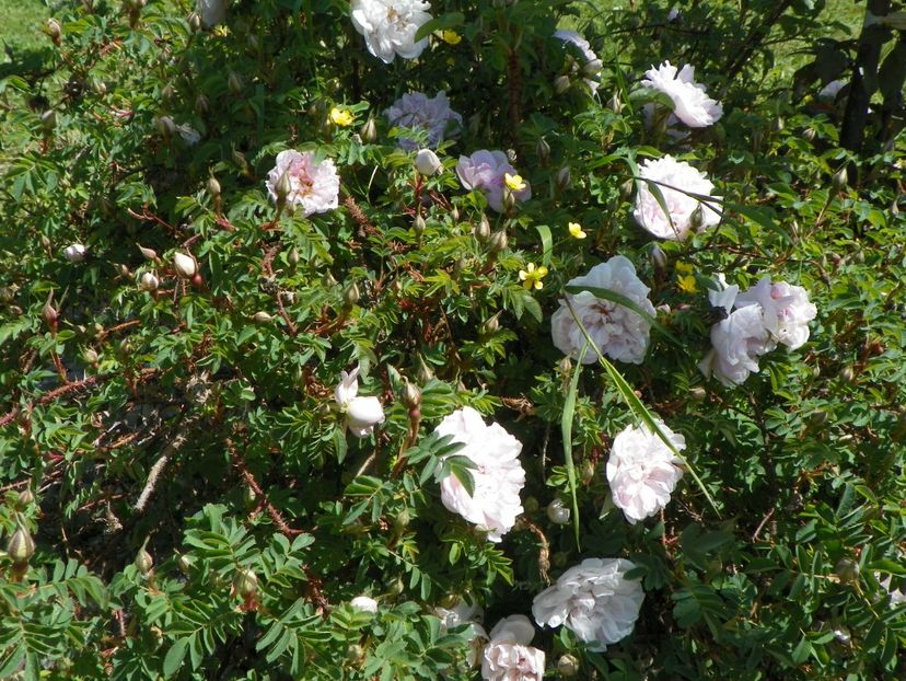 Stanwell Perpetual - Trandafiri 2018