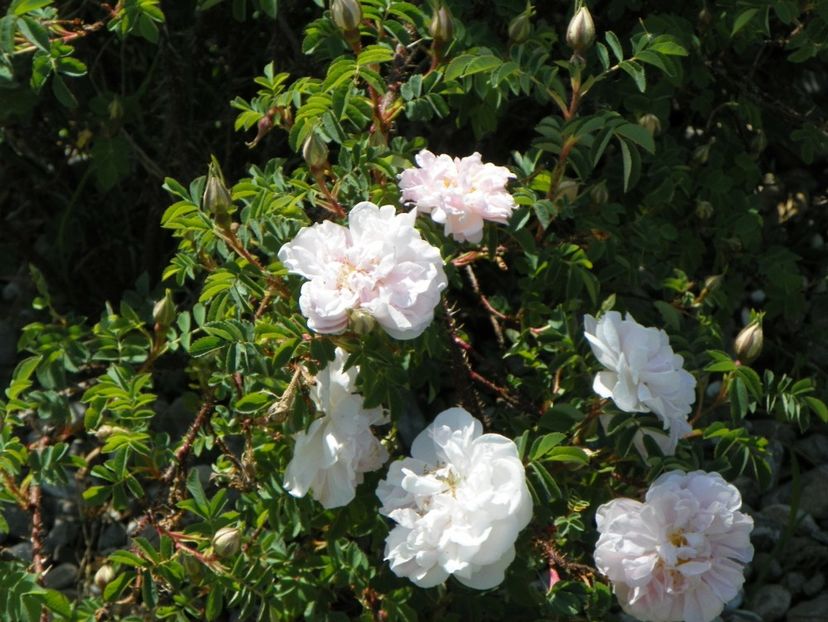 Stanwell Perpetual - Trandafiri 2018