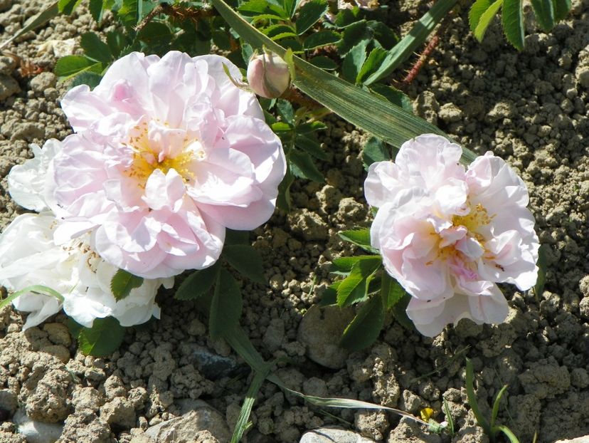 Stanwell Perpetual - Trandafiri 2018