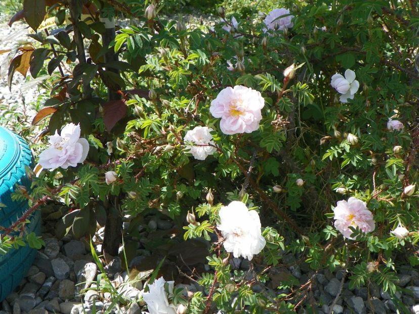 Stanwell Perpetual - Trandafiri 2018