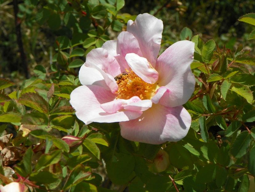 Nevada - Trandafiri 2018