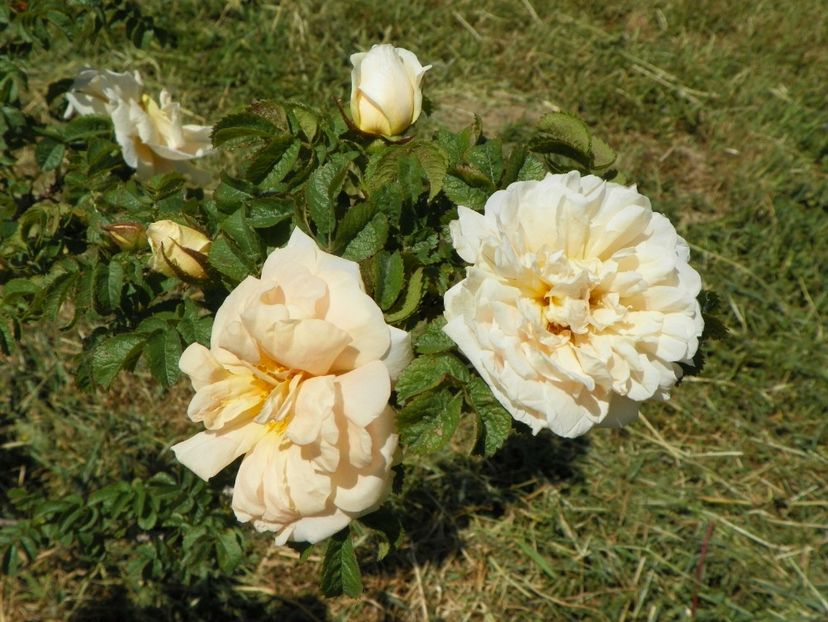 Agnes - Trandafiri 2018