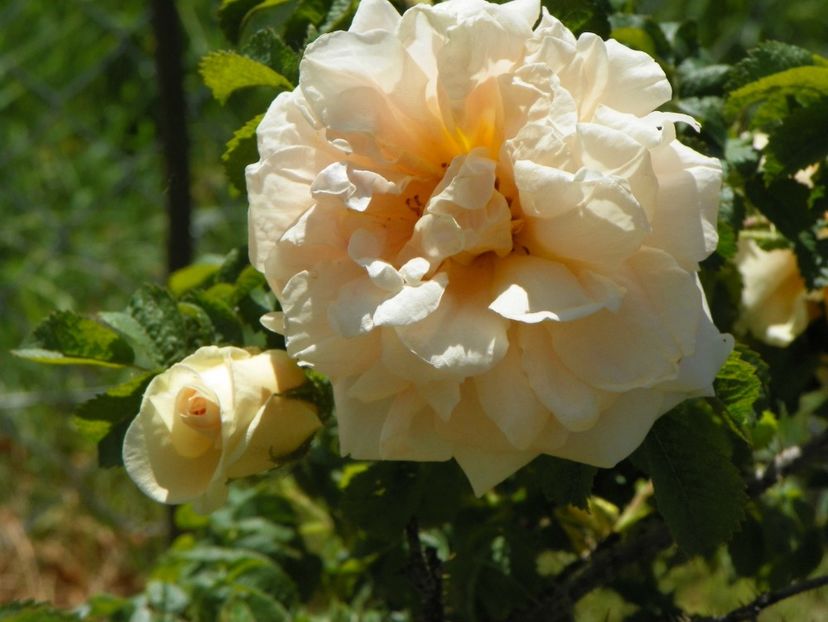 Agnes - Trandafiri 2018