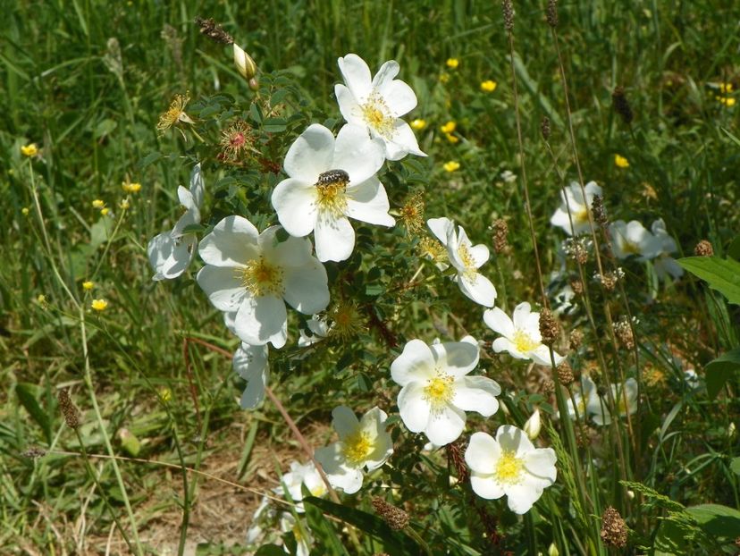 rosa spinosissim repens - Trandafiri 2018