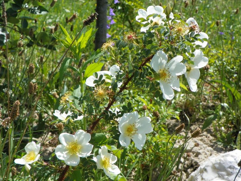 rosa spinosissim repens - Trandafiri 2018