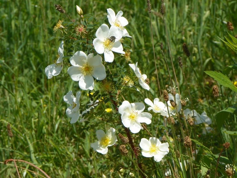 rosa spinosissim repens - Trandafiri 2018