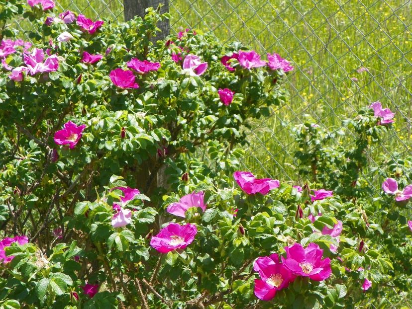rosa rugosa Rubra - Trandafiri 2018