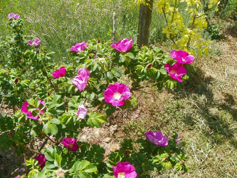 rosa rugosa Rubra - Trandafiri 2018