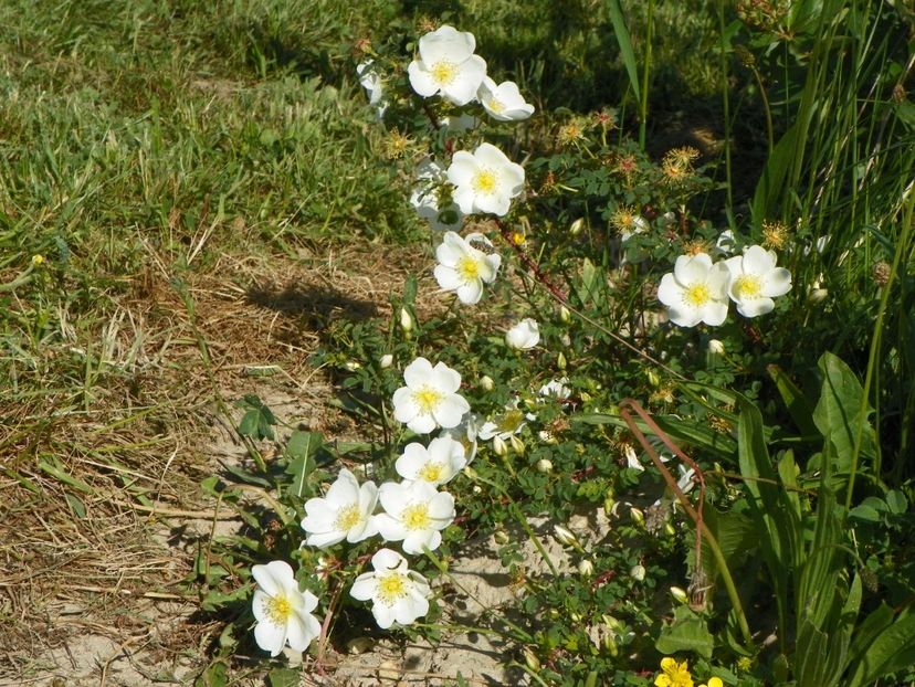 rosa spinosissim repens - Trandafiri 2018