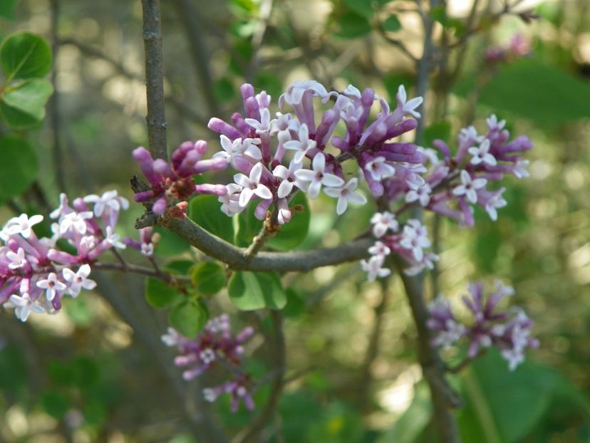 syringa Palibin - Dobarland 2018 2
