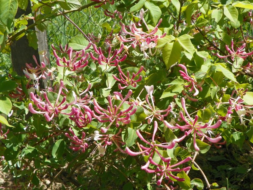 lonicera belgica - Dobarland 2018 2