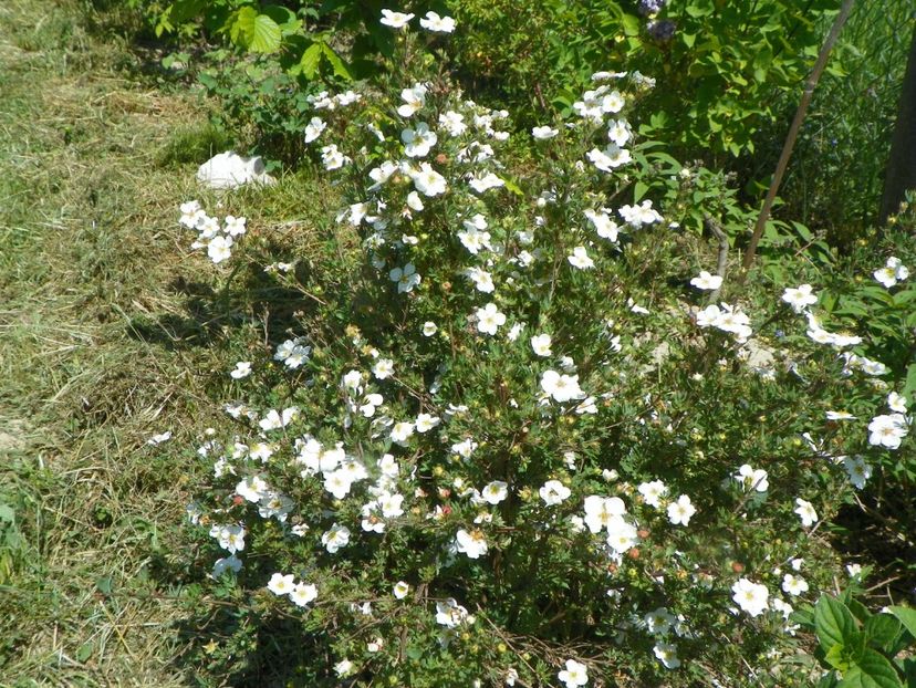 potentilla fruticosa Abbotswood - Dobarland 2018 2