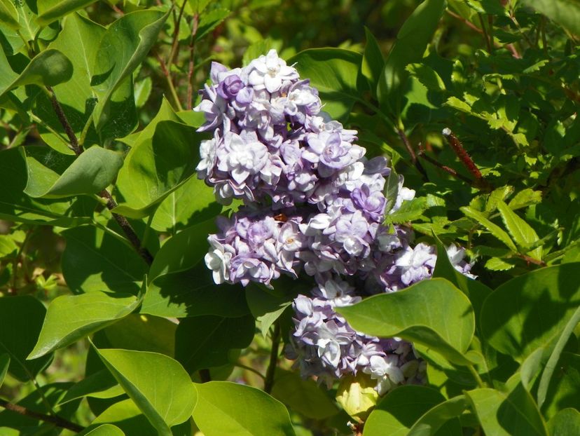 liliac Taras Bulba - Dobarland 2018 2