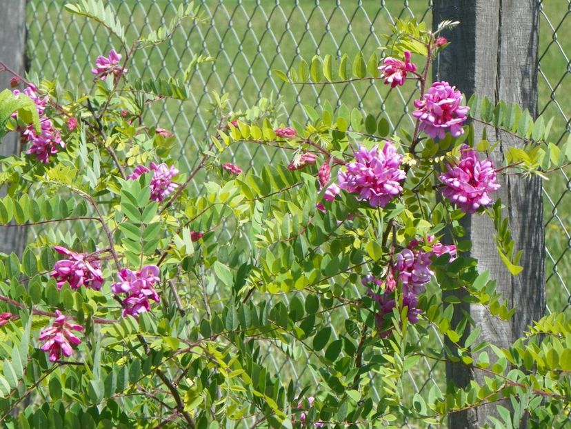 robinia hispida - Dobarland 2018 2