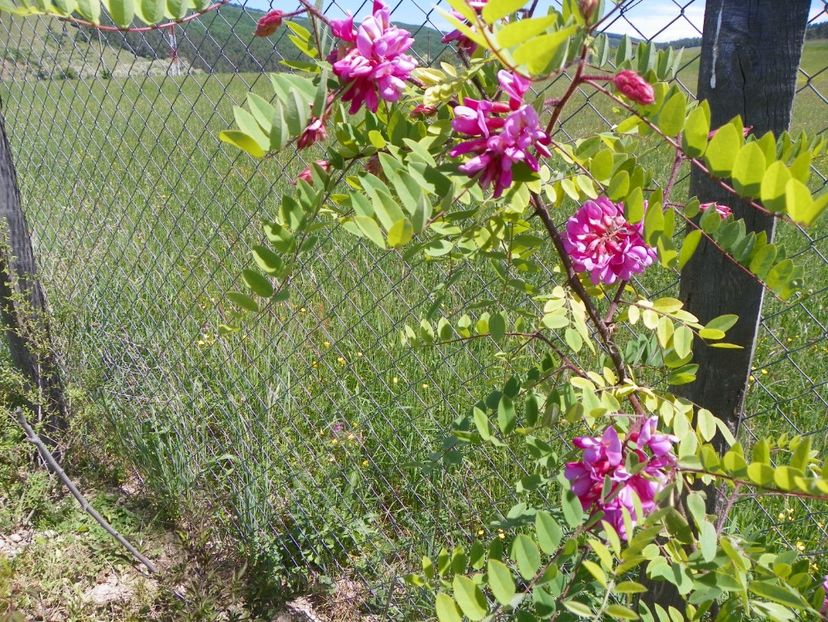 robinia hispida - Dobarland 2018 2